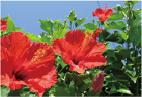 乳酸桿菌/ハイビスカス花発酵液