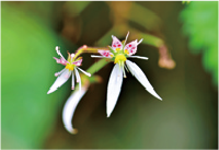 ユキノシタエキス