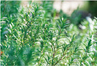 ローズマリー葉エキス