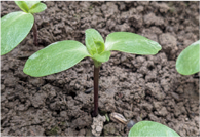 ヒマワリ芽エキス